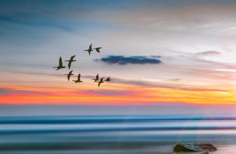 Geese demonstrate teamwork as they fly together